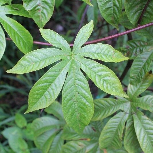 Merremia tuberosa 叶