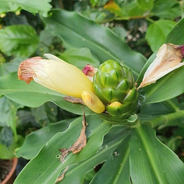 Costus guanaiensis Blomst