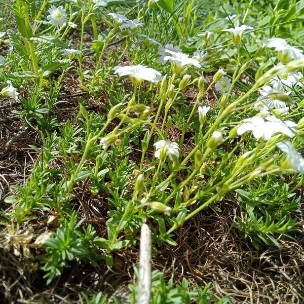 Cerastium arvense 整株植物
