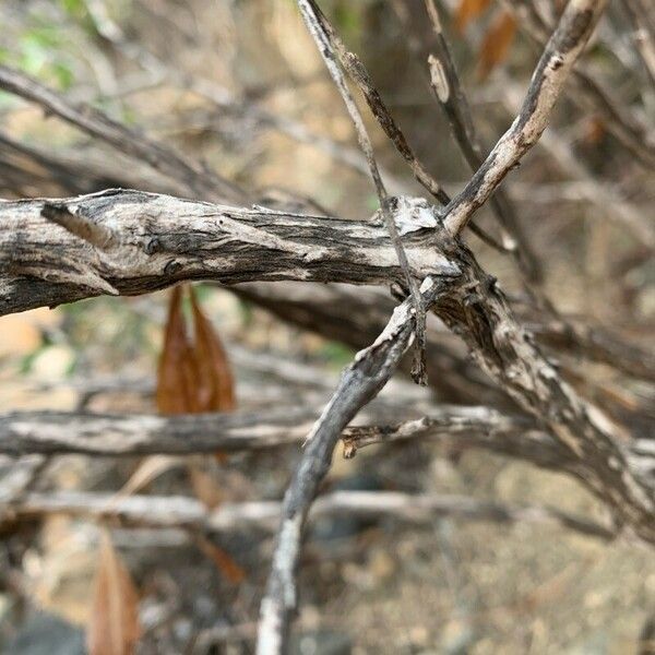 Globularia salicina 樹皮