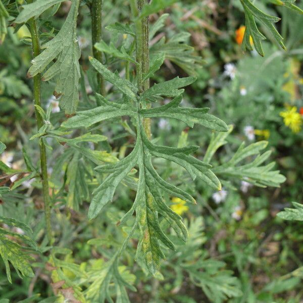 Jacobaea erucifolia Leaf