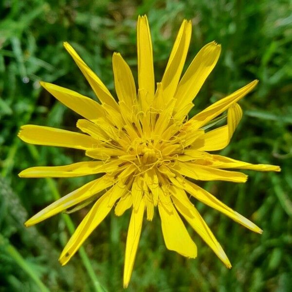 Tragopogon pratensis 花