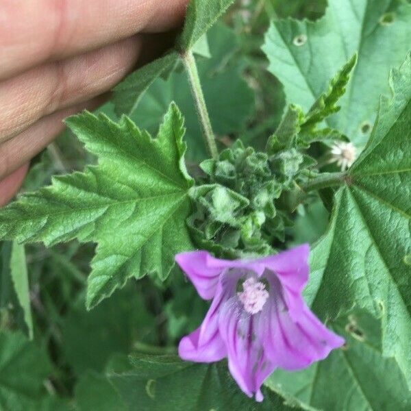 Malva nicaeensis Cvet