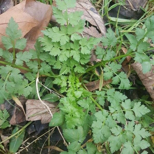 Anthriscus cerefolium Blatt