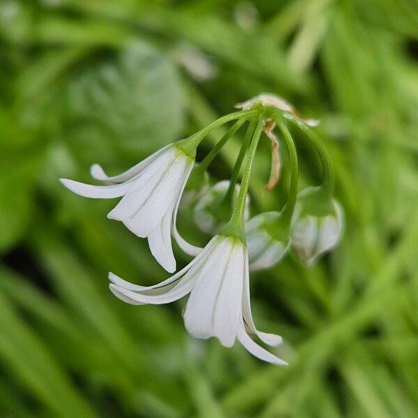 Allium triquetrum फूल