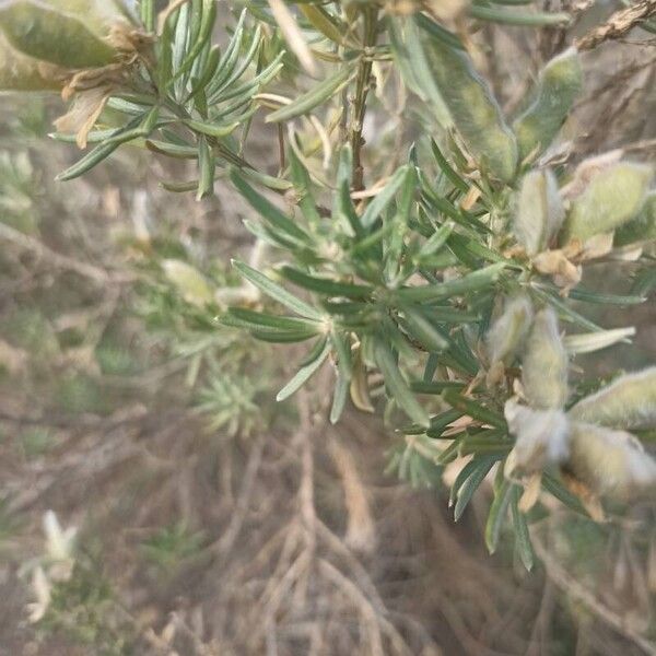 Genista linifolia Folha