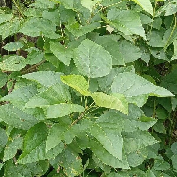 Catalpa bignonioides ᱥᱟᱠᱟᱢ