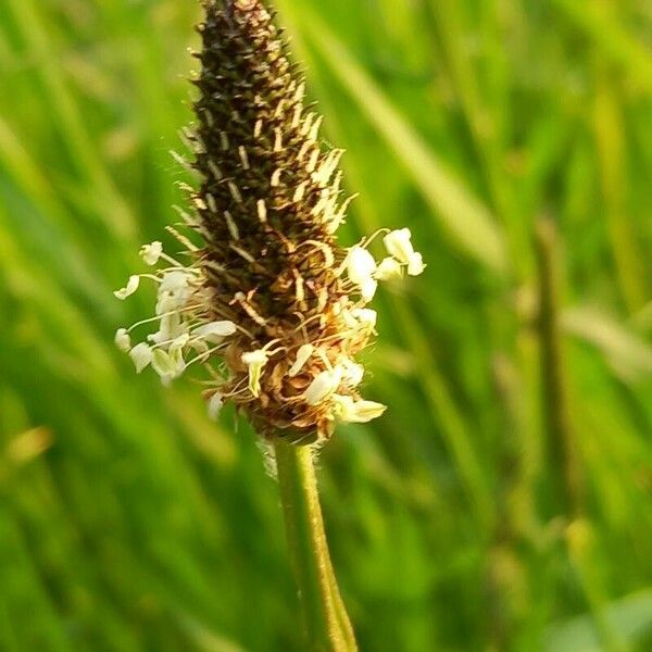 Plantago argentea Flower