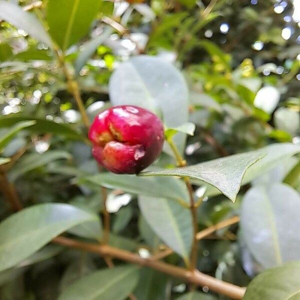 Syzygium australe Fruchs