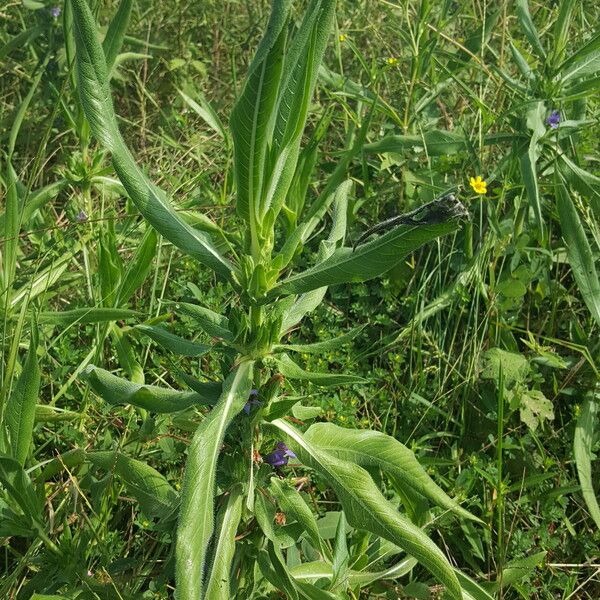 Hygrophila auriculata ᱥᱟᱠᱟᱢ