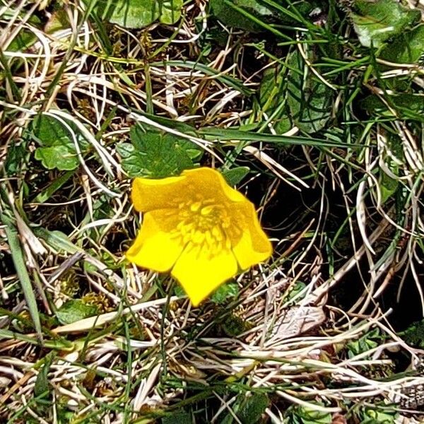 Ranunculus montanus Flower