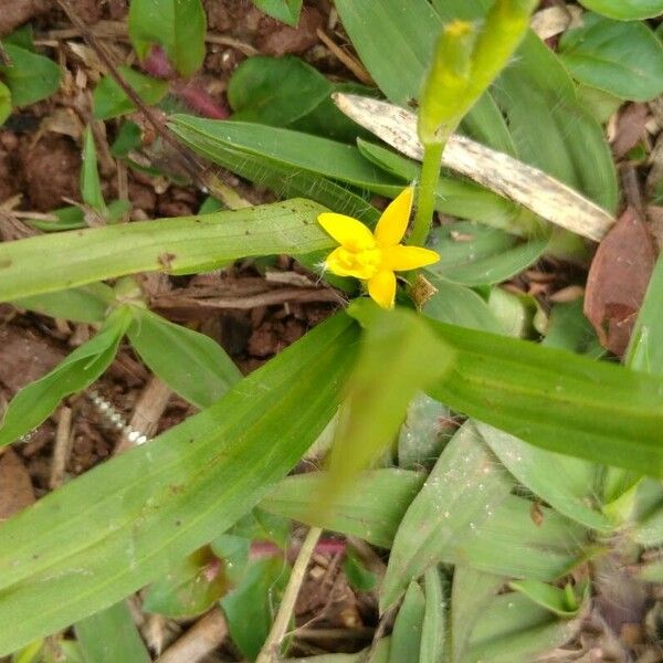 Hypoxis decumbens Flower