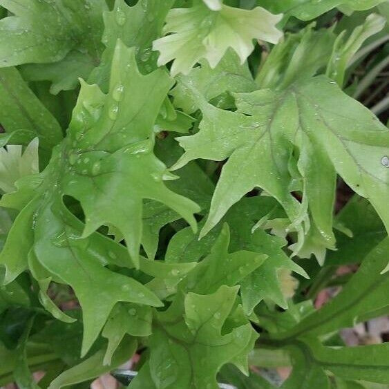 Microsorum punctatum Blad