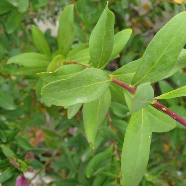 Polygala myrtifolia Blad