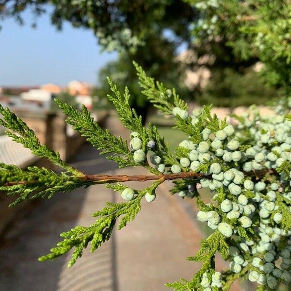 Juniperus virginiana 葉