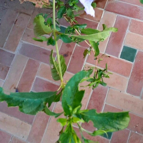 Ruellia tuberosa 叶