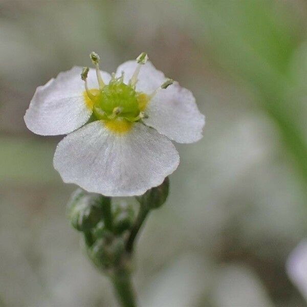 Alisma lanceolatum 花