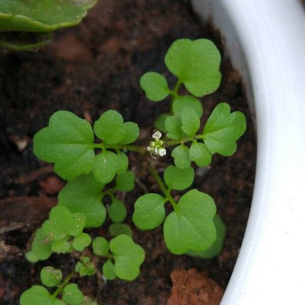 Cardamine bonariensis List