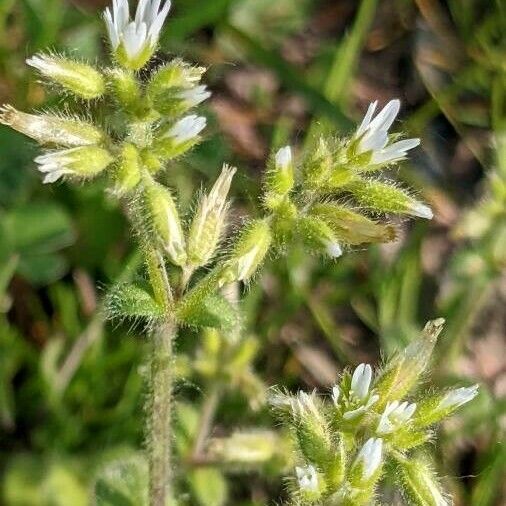 Cerastium glomeratum Цвят