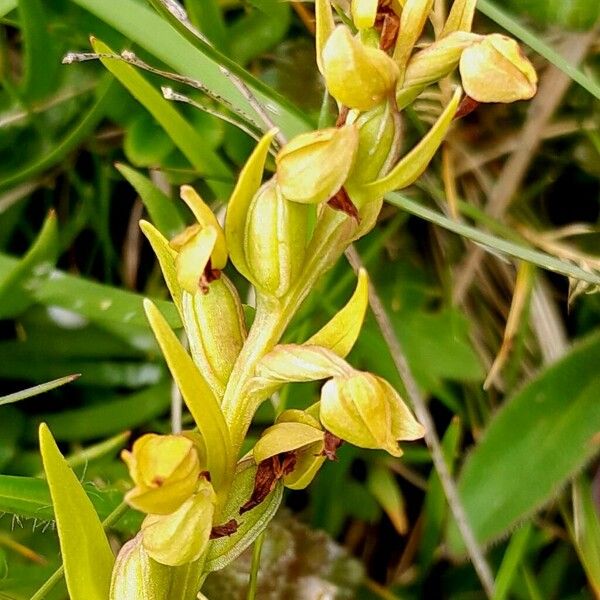 Dactylorhiza viridis Virág