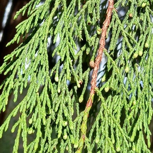 Thuja occidentalis ഇല