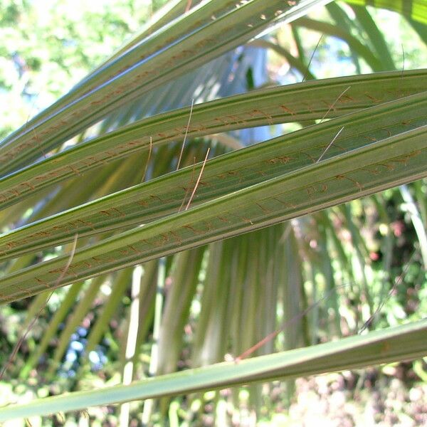 Acanthophoenix rubra Leaf