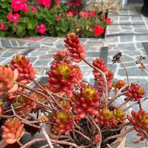 Sedum × rubrotinctum Blad