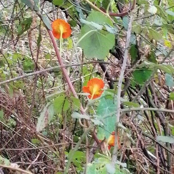 Tropaeolum majus Žiedas