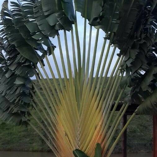 Ravenala madagascariensis Sonn: a) whole plant; b) fruits; c) Pericarp;