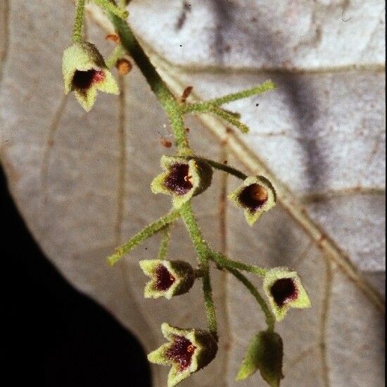 Heritiera littoralis Кветка