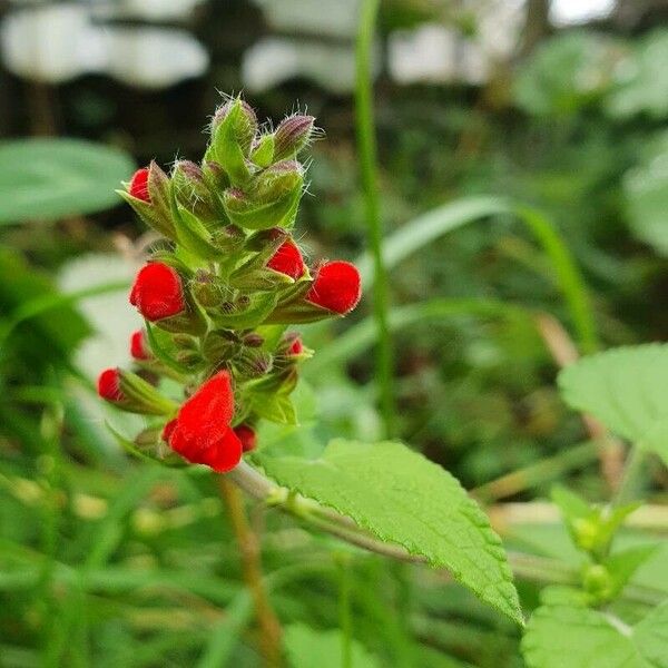 Salvia coccinea Цветок