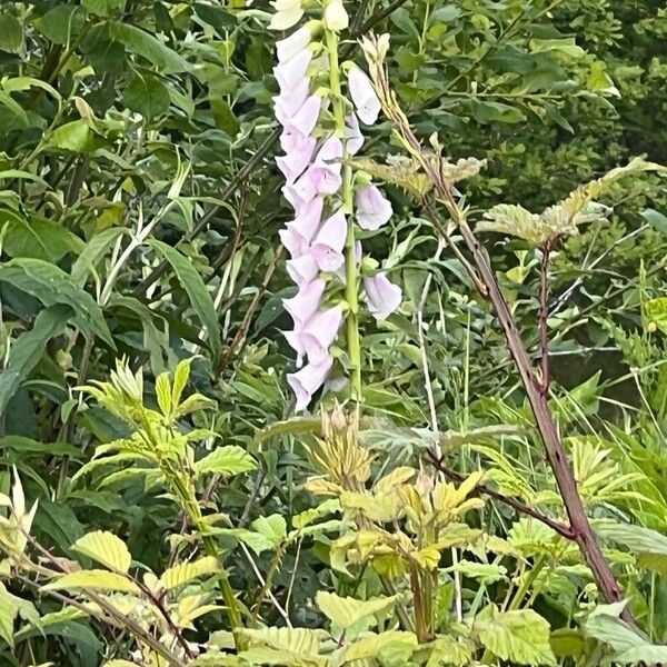 Digitalis thapsi Flower