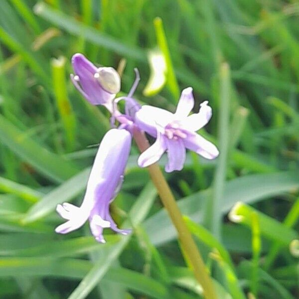 Hyacinthoides × massartiana പുഷ്പം