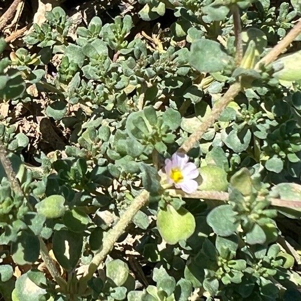 Frankenia pulverulenta Blomst