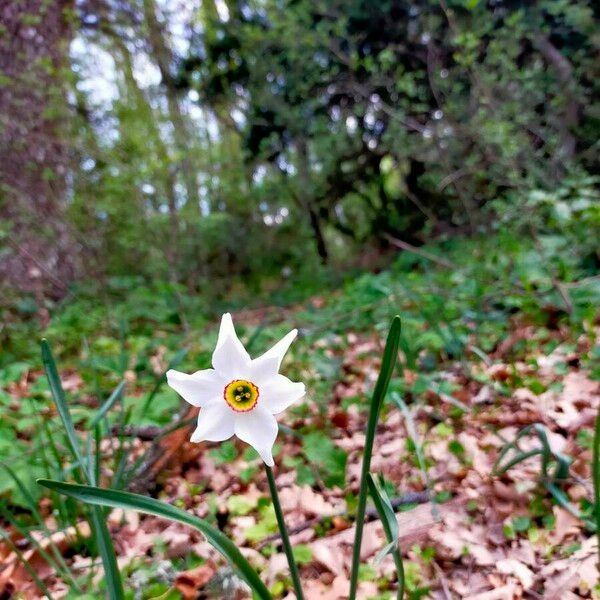 Narcissus poeticus Flor