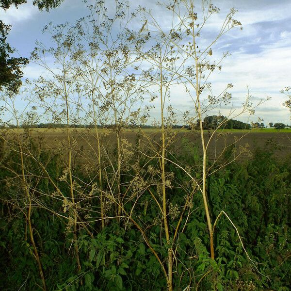 Conium maculatum Habitus