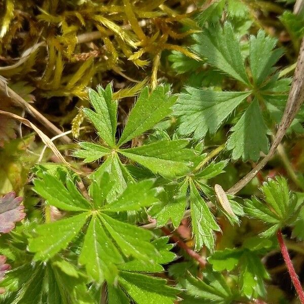 Potentilla verna 叶