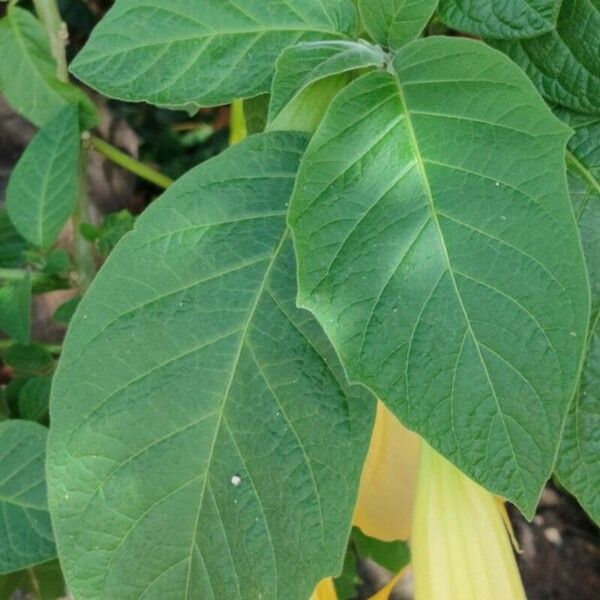 Brugmansia × candida Blatt