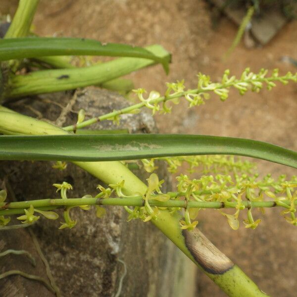 Diaphananthe vesicata Folha