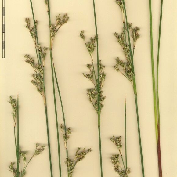 Juncus littoralis Alia