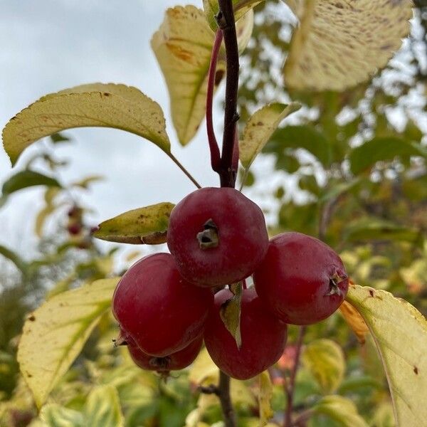 Malus sylvestris Fruto