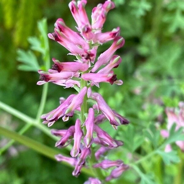 Fumaria officinalis Floro