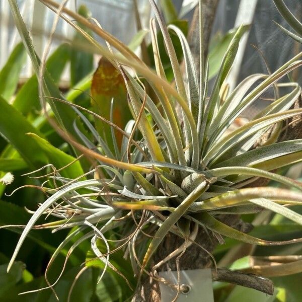 Tillandsia utriculata Leaf