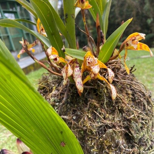 Maxillaria porrecta ഇല