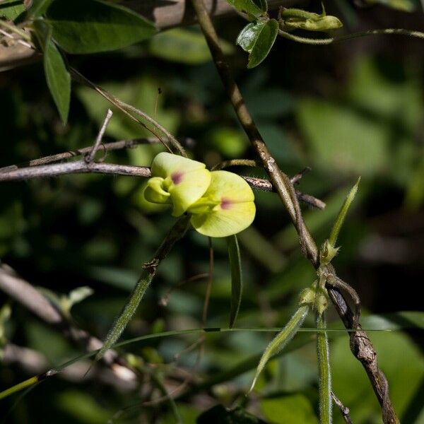 Macrotyloma axillare Flower