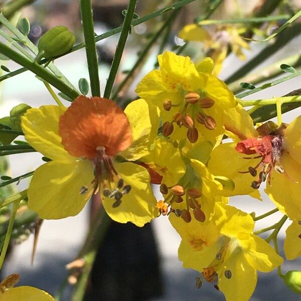 Parkinsonia aculeata Arall