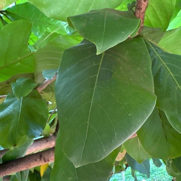 Terminalia catappa Leaf