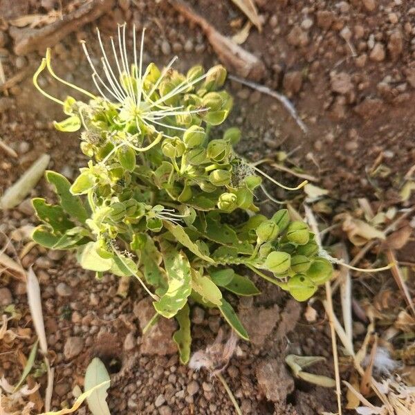 Maerua triphylla Flower