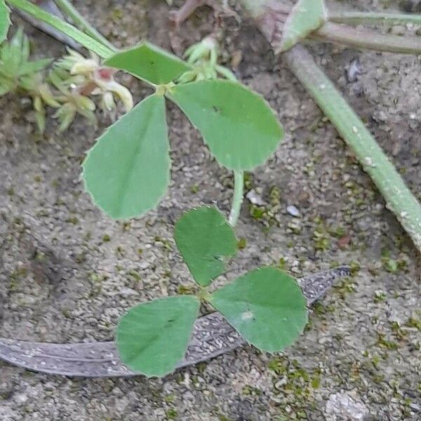 Trifolium tomentosum Leaf