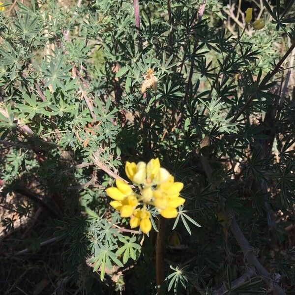 Lupinus arboreus ফুল